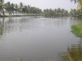 The fish are rising & splashing close to the bank.... Foto taken a few miles where the tsunami hit Boxing day 2004....