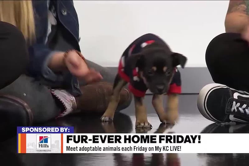 Mandy LaVelle from Lucky 13 Rescue joins Shane and Kerrigan to introduce us to the cutest...