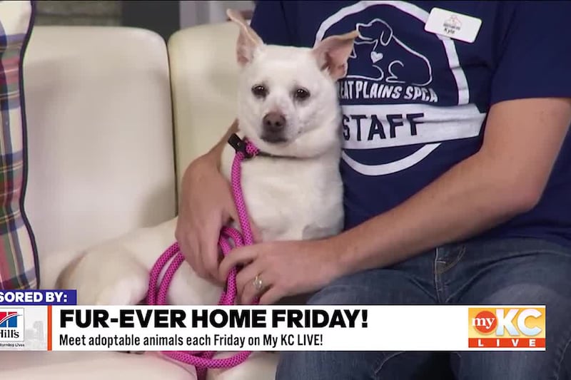 Great Plains SPCA’s Kyle Gabrielson joins Shane and Kerrigan for another FurEver Home Friday...