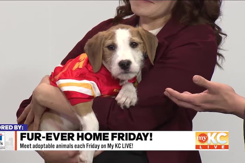 Unleashed Pet Rescue's Danielle Reno joins Shane and Kerrigan to introduce us to Forastero, an...