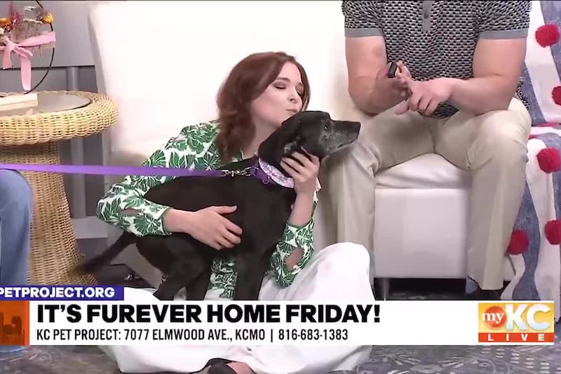 Abigail Anderson from KC Pet Project joins Shane and Kerrigan to introduce us to Cher, a pup...