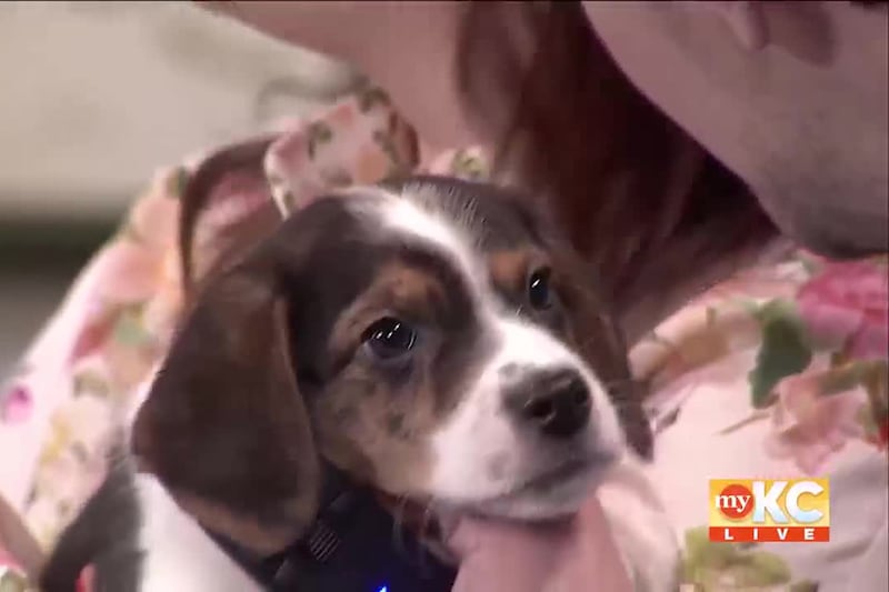 Casey and Marinda from Wayside Waifs join Shane and Kerrigan to introduce us to two adorable...