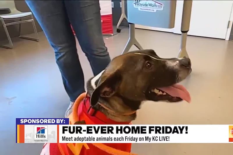Casey Waugh joins the show from Wayside Waifs to introduce us to Mariah, who is looking for a...