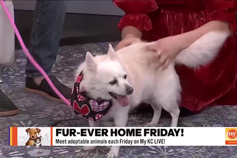 Great Plains SPCA's Kyle Gabrielson introduces us to Peaches, an adorable pup looking for a...