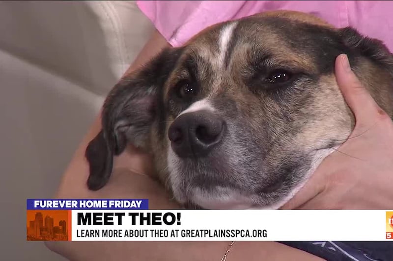 Great Plains SPCA's Kyle Gabrielson joins Shane and Kerrigan to introduce us to Theo, an...
