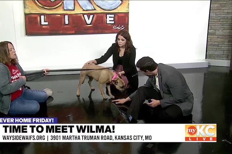 Casey Waugh from Wayside Waifs joins Shane and Kerrigan to introduce us to Wilma, an adorable...