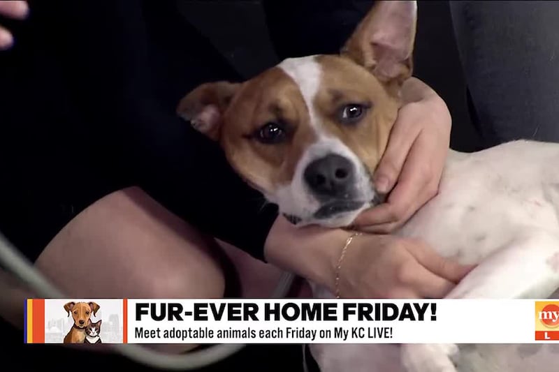 Casey Waugh from Wayside Waifs joins Shane and Kerrigan to introduce us to an adorable pup...
